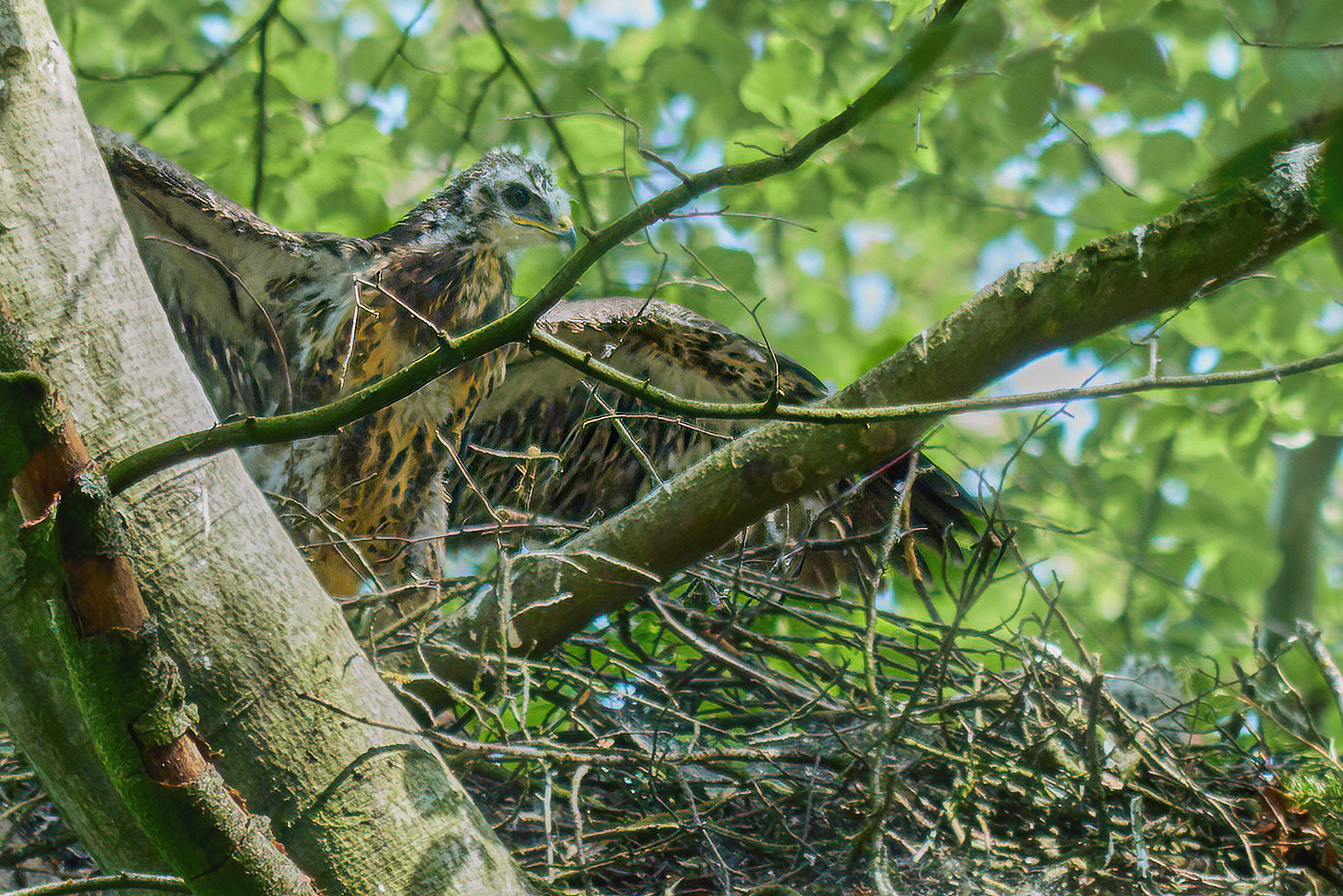 Bussard Nachwuchs im Horst