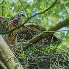 Bussard Nachwuchs im Horst