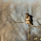 Bussard Nähe Lorsch 2020