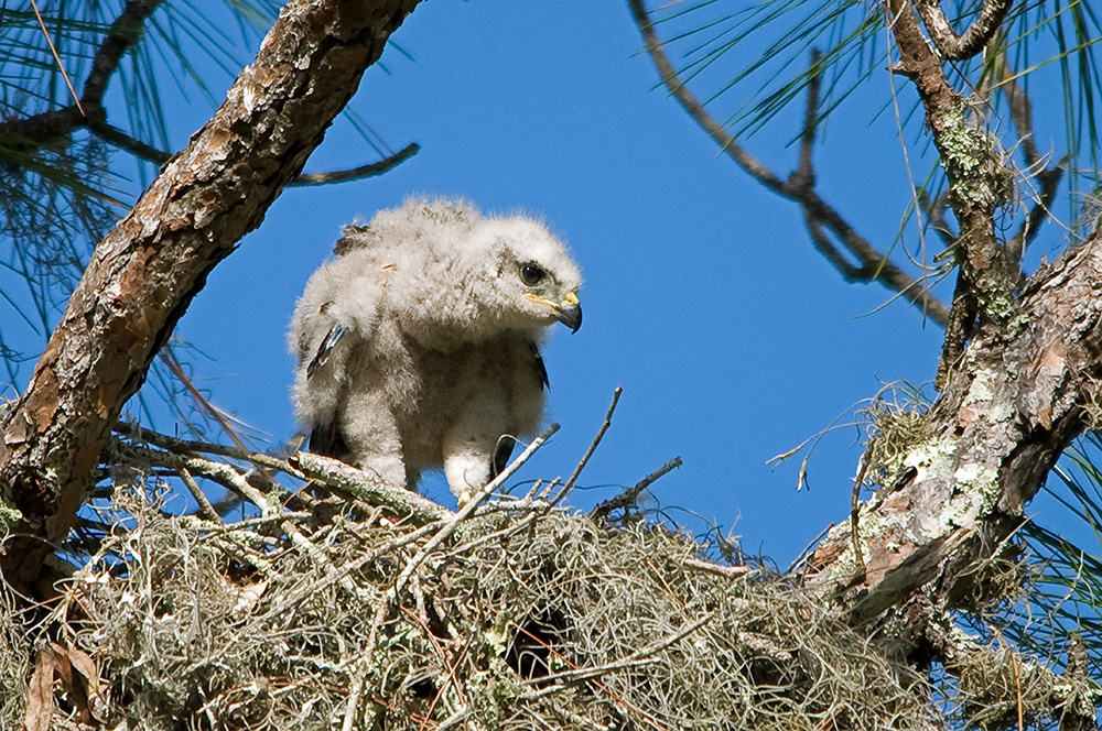 Bussard Nestling