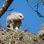 Bussard Nestling