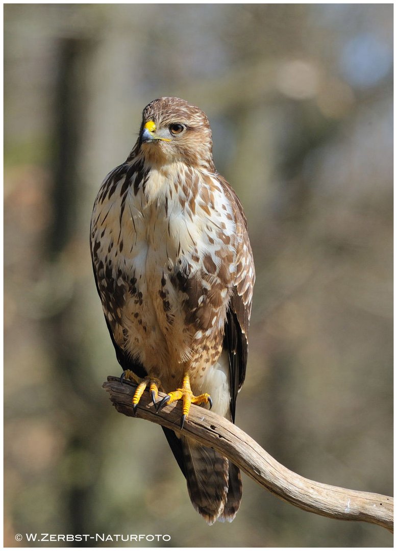 --- Bussard Nr. 1. --- (Buteo buteo )