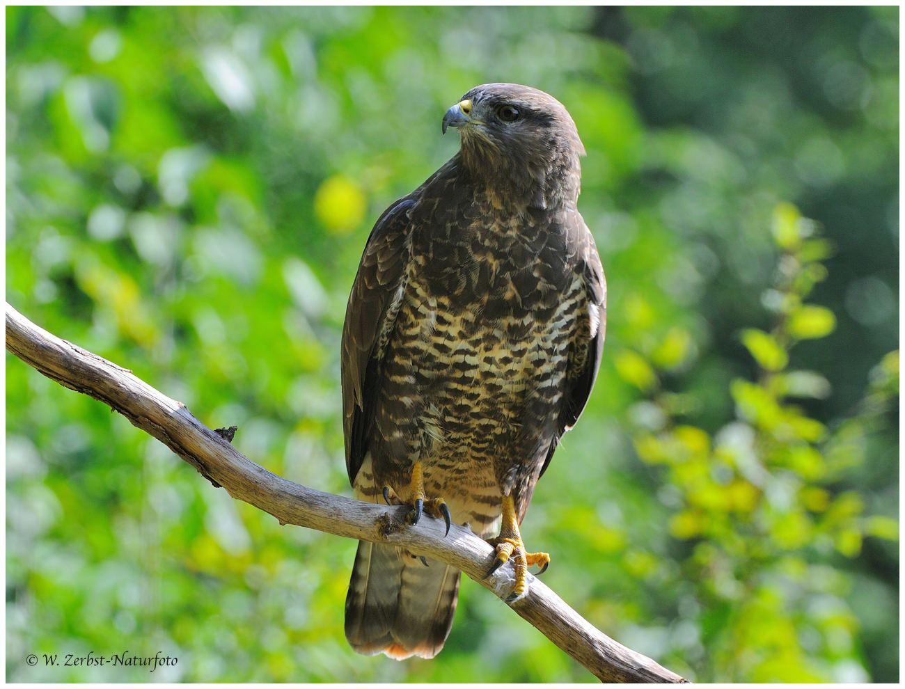 --- Bussard Nr. 1 --- ( Buteo buteo )