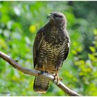 --- Bussard Nr. 1 --- ( Buteo buteo )