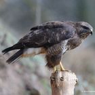 --- Bussard Nr 2 ---