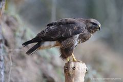 --- Bussard Nr 2 ---