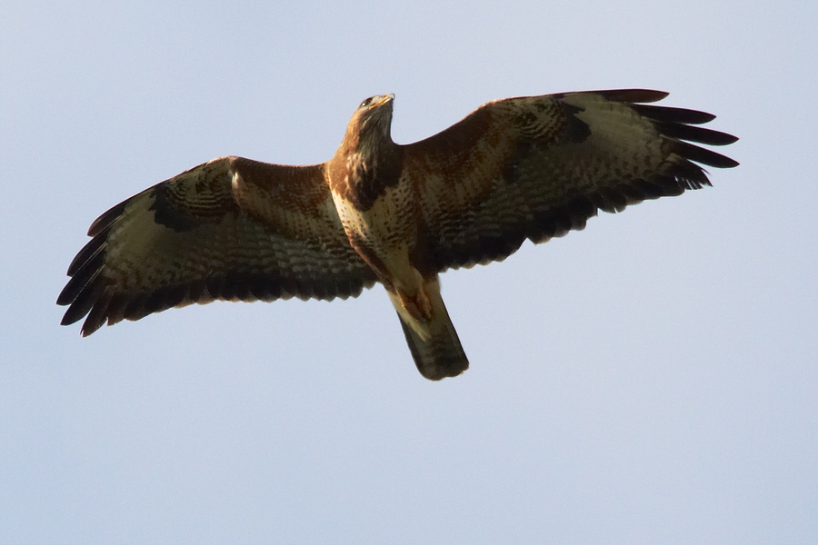 Bussard Nr. 2