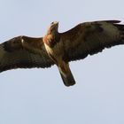 Bussard Nr. 2