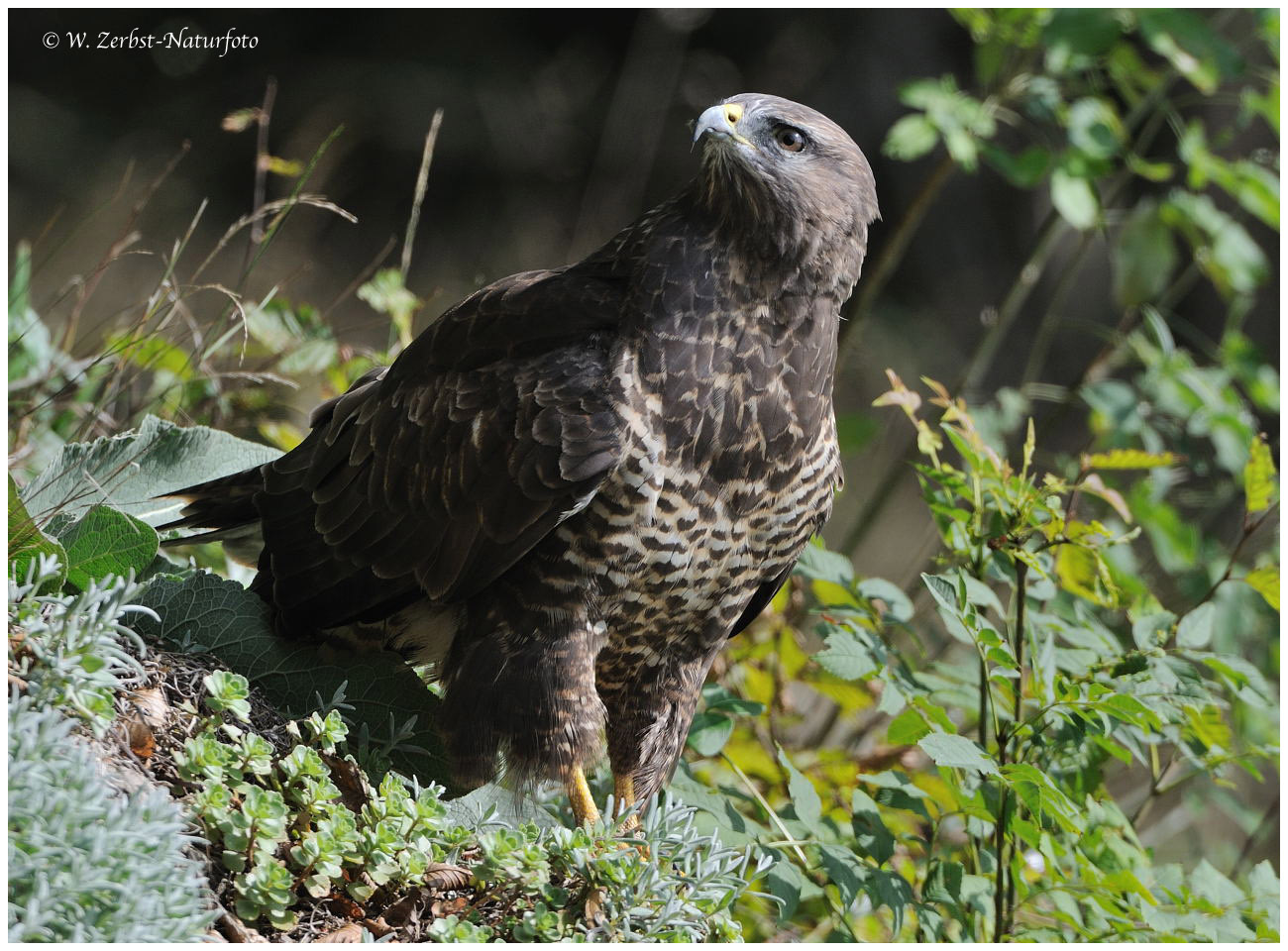 --- Bussard Nr. 3 --- ( Buteo buteo )