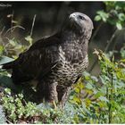 --- Bussard Nr. 3 --- ( Buteo buteo )