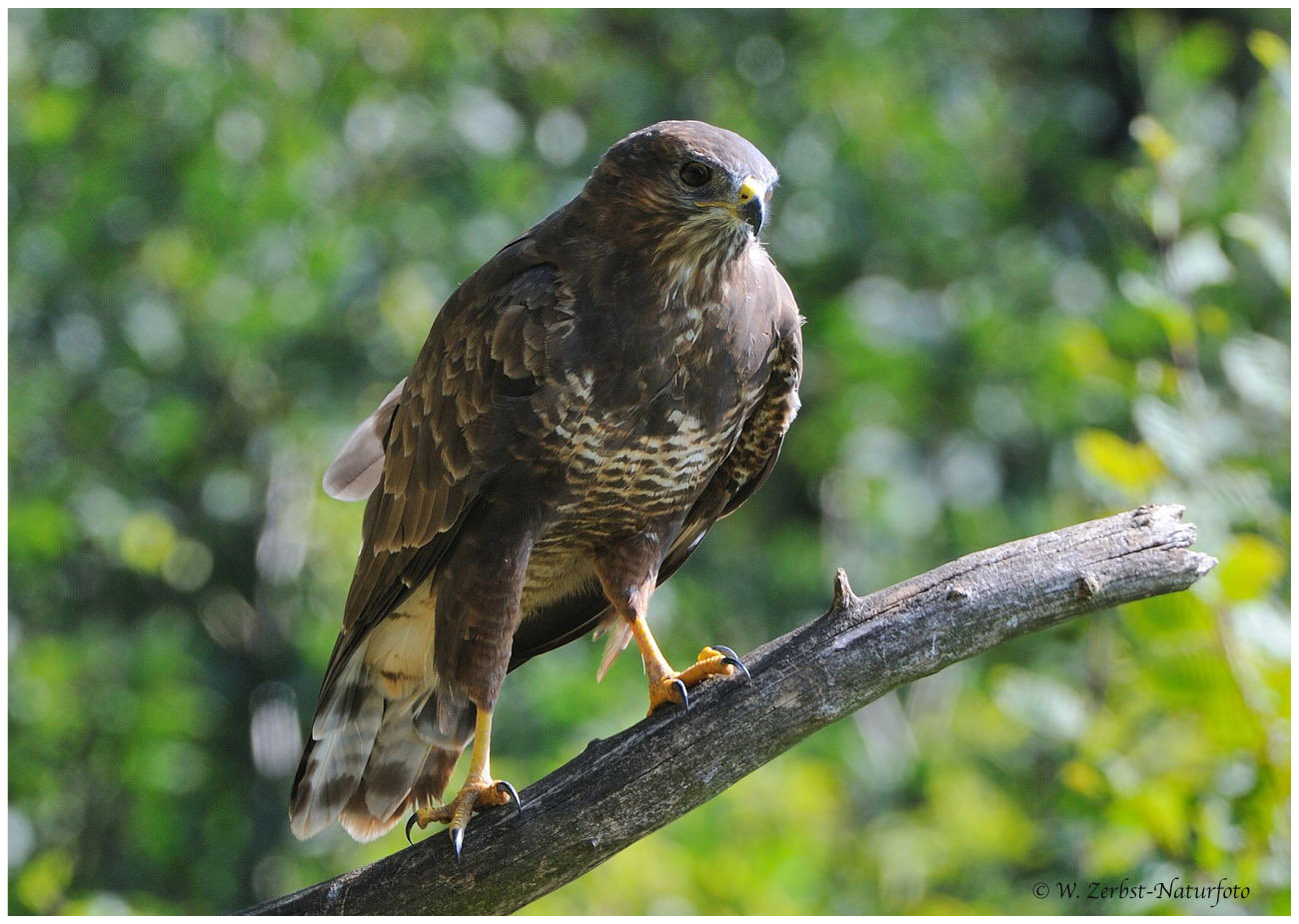 --- Bussard Nr.2 --- ( Buteo buteo )