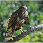 --- Bussard Nr.2 --- ( Buteo buteo )