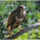 --- Bussard Nr.2 --- ( Buteo buteo )