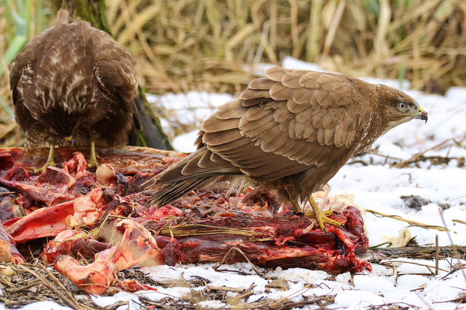 Bussard Nr.3 u. 4