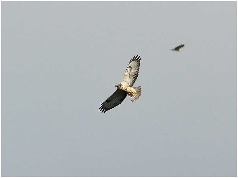 Bussard - Nur Doku