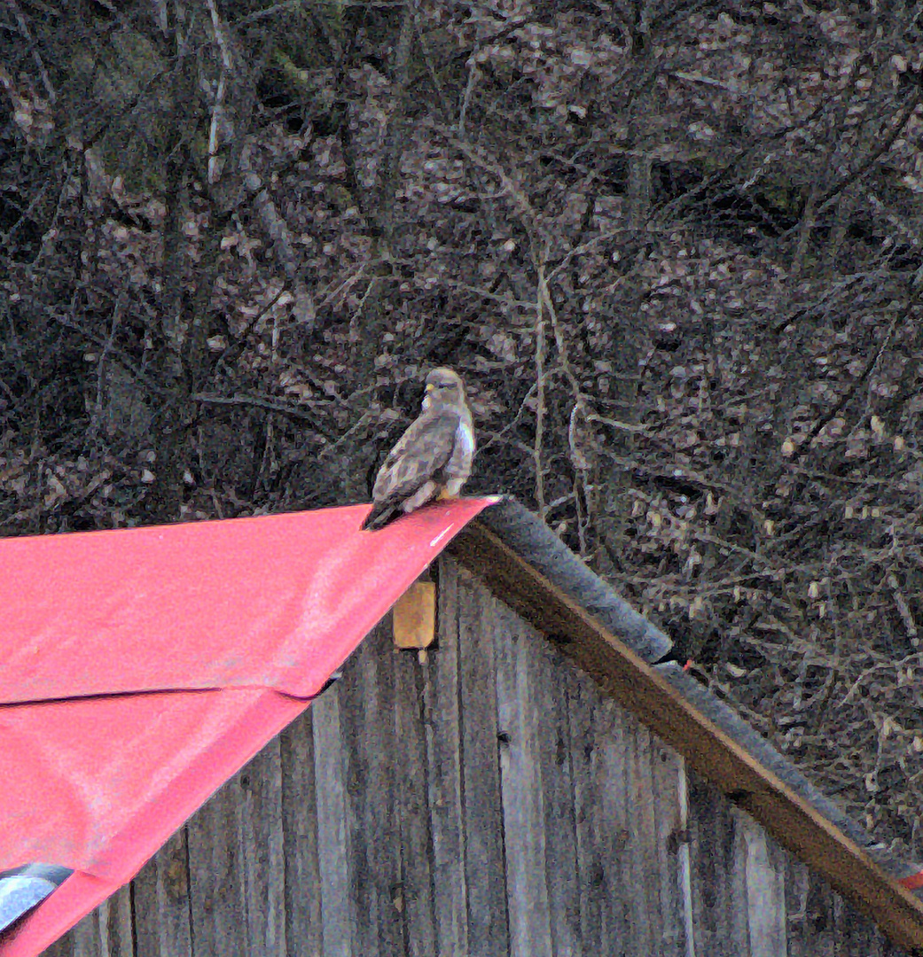 Bussard oder Falke?