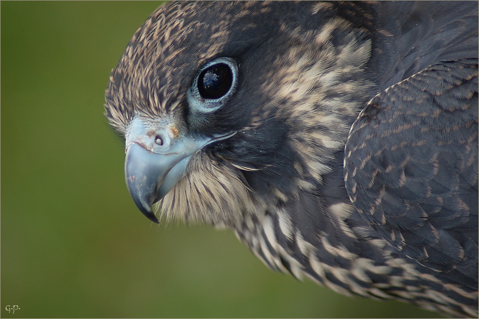 Bussard oder Habicht ? Foto & Bild | tiere, zoo, wildpark ...