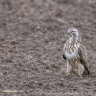 Bussard oder Kornweihe?