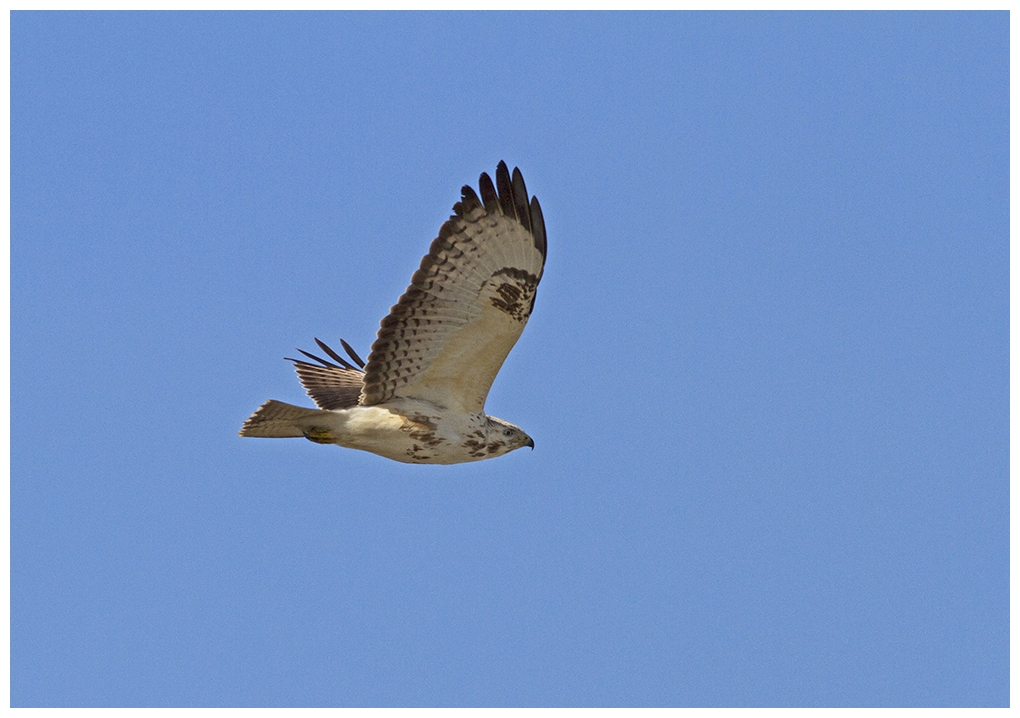 Bussard oder Rohrweihe ?