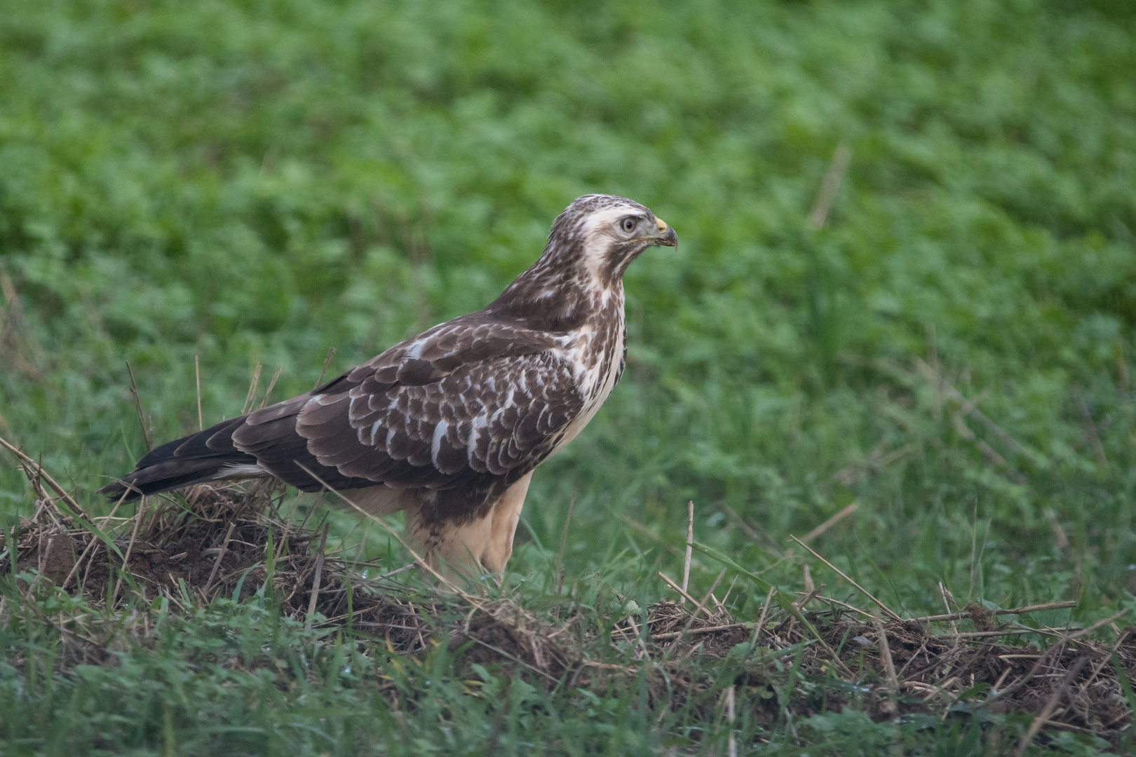 Bussard    Oktober  2022