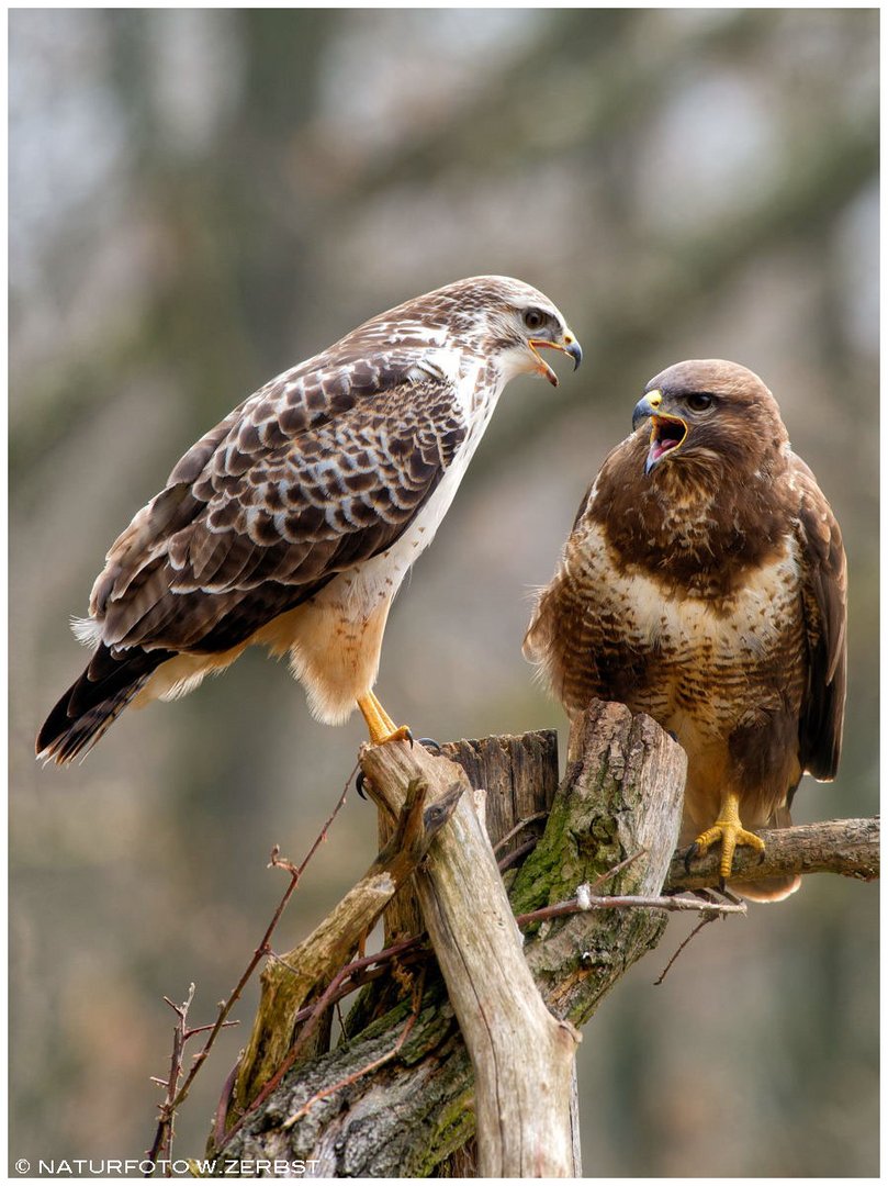 - Bussard Paar  1 -         ( Buteo buteo )