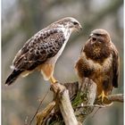 - Bussard Paar  1 -         ( Buteo buteo )