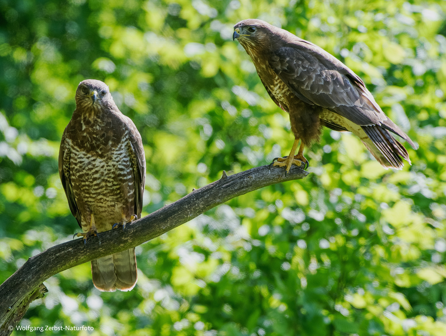 --- Bussard Paar ---