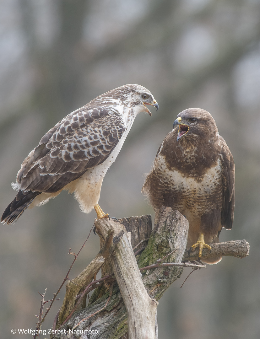 " Bussard Paar "