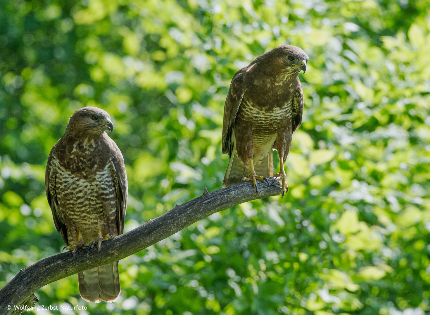 --- Bussard-Paar --- 