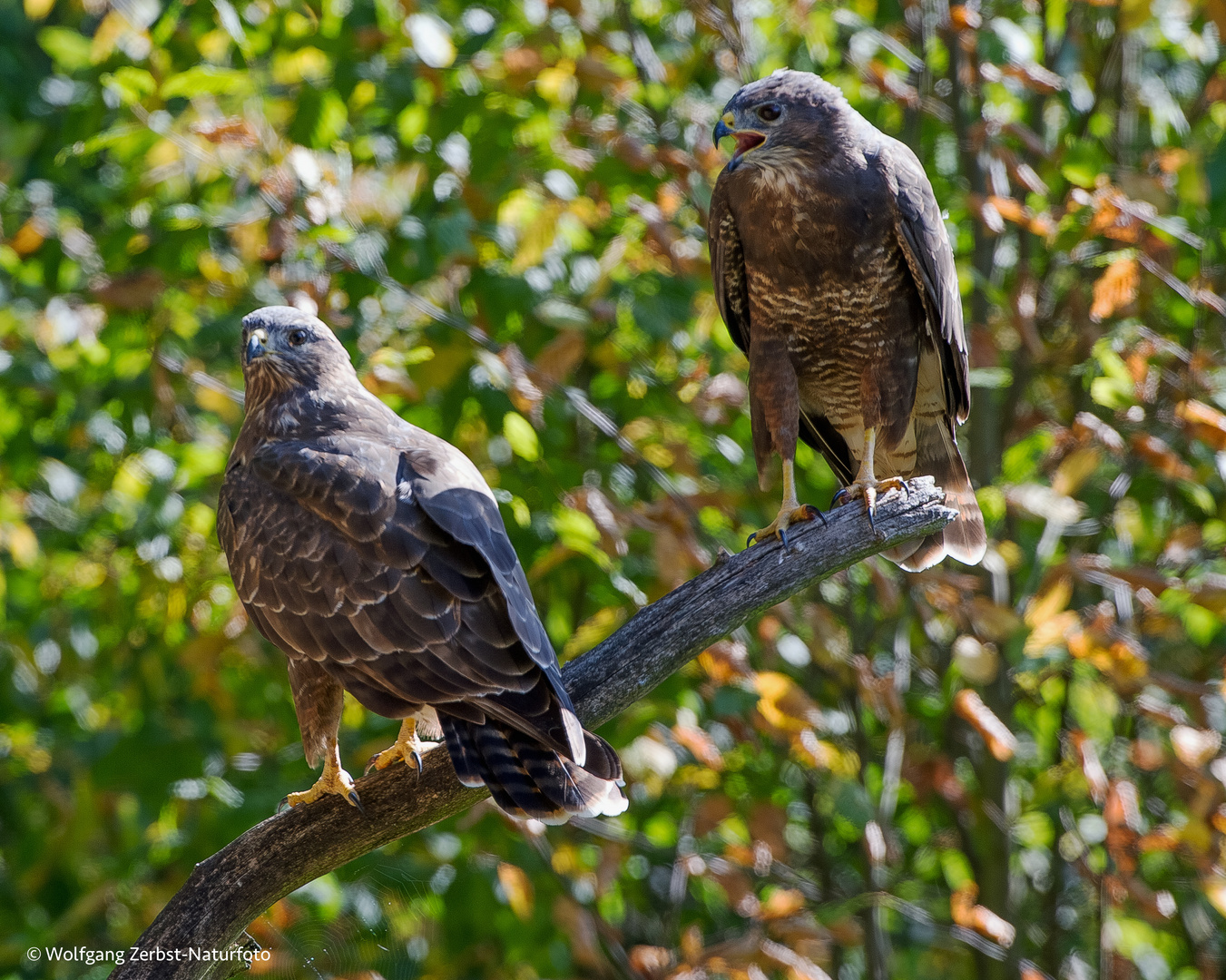 - Bussard Paar -  ( Buteo buteo )