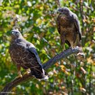 - Bussard Paar -  ( Buteo buteo )