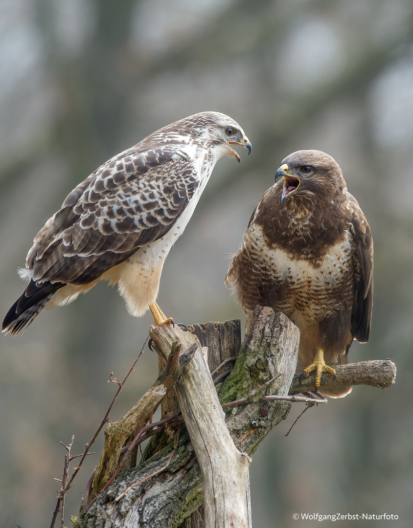 -- Bussard Paar --  ( Buteo buteo )