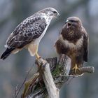 --- Bussard Paar ---     ( Buteo buteo )