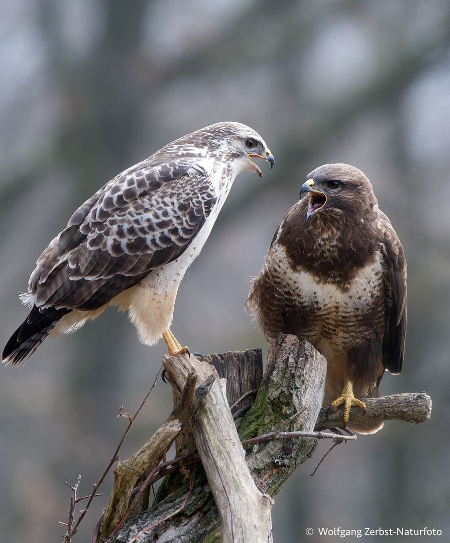   - Bussard - Paar - Nr.1 ( Kein Zoff sondern Zuneigung )