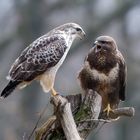   - Bussard - Paar - Nr.1 ( Kein Zoff sondern Zuneigung )