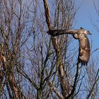 BUSSARD - Platz da, ich komme!