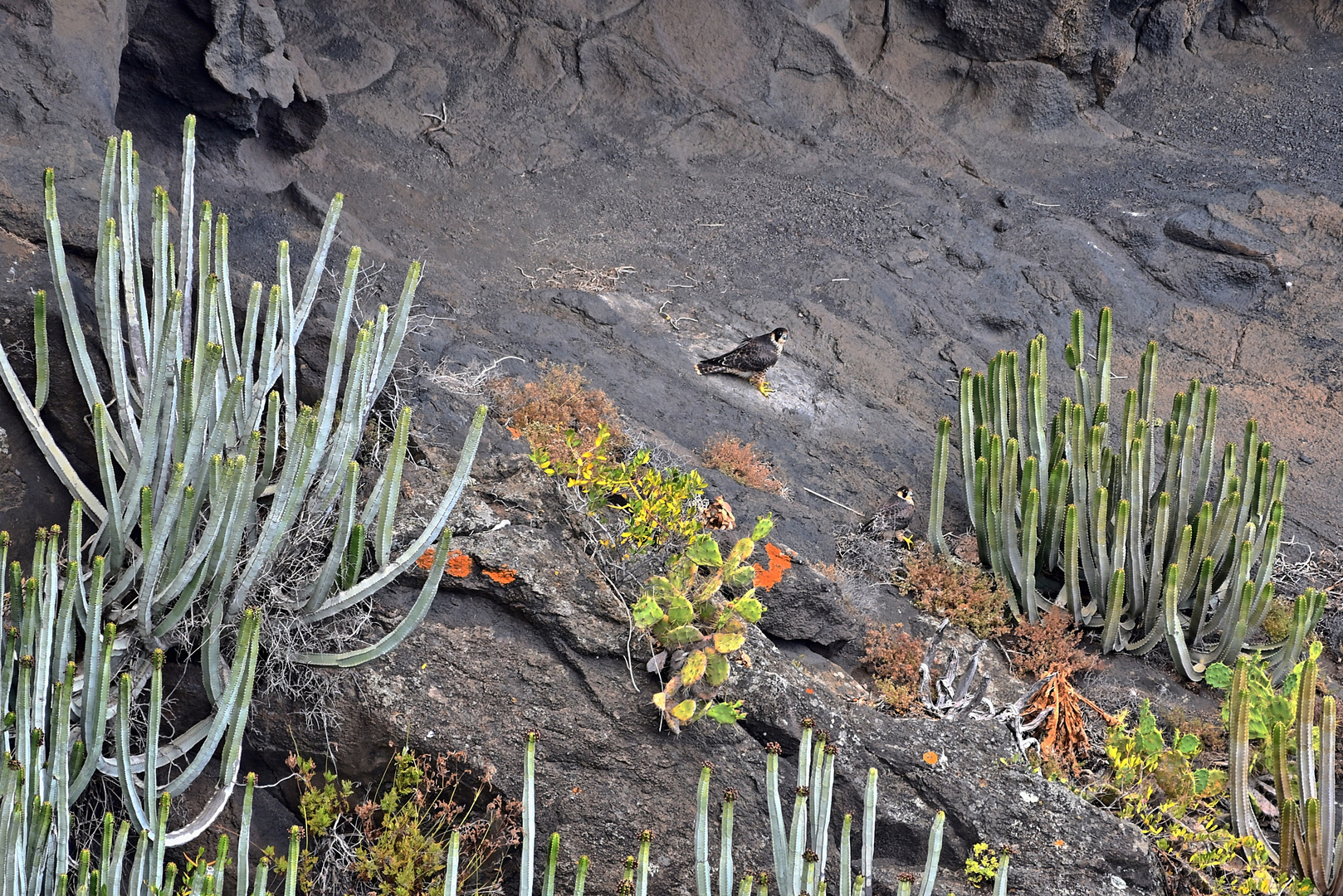 Bussard / Playa de Nogales