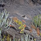 Bussard / Playa de Nogales