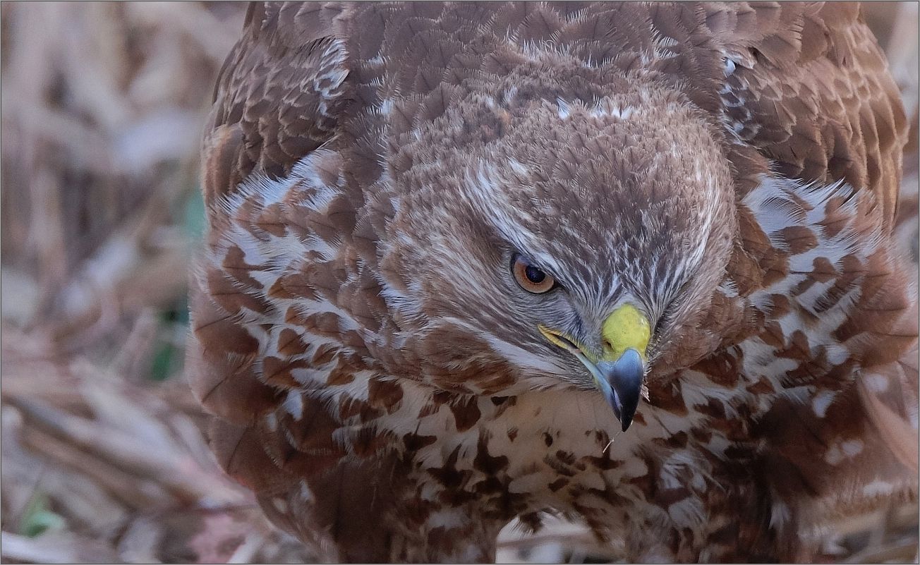 Bussard-Porträt