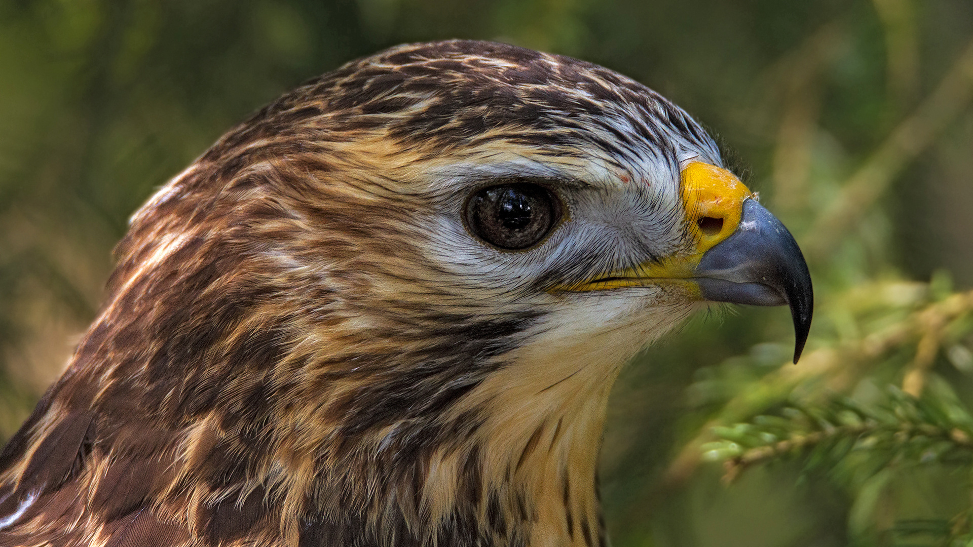 Bussard-Portrait 001 