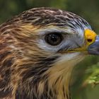 Bussard-Portrait 001 