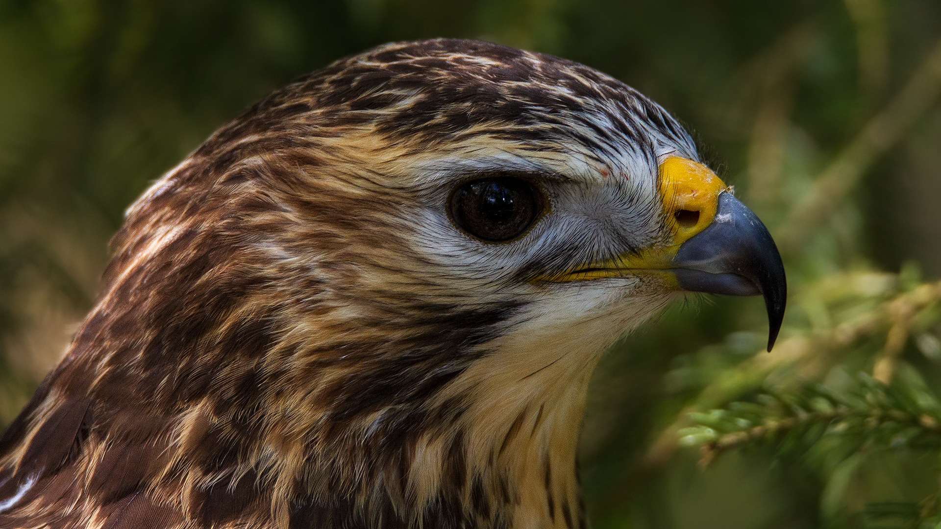 Bussard-Portrait 001