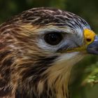 Bussard-Portrait 001