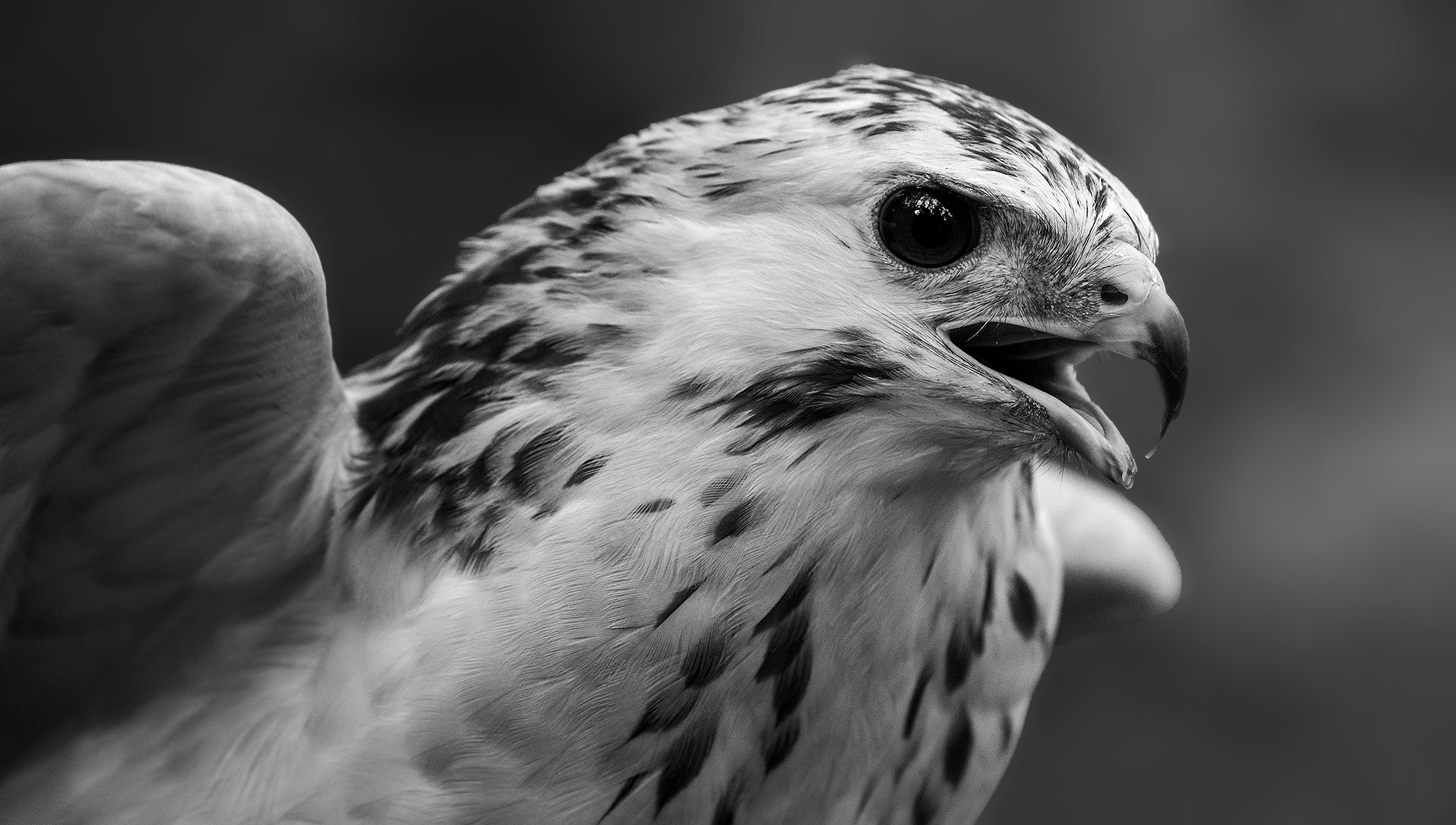 Bussard-Portrait 