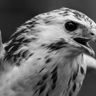 Bussard-Portrait 