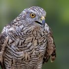 Bussard-Portrait