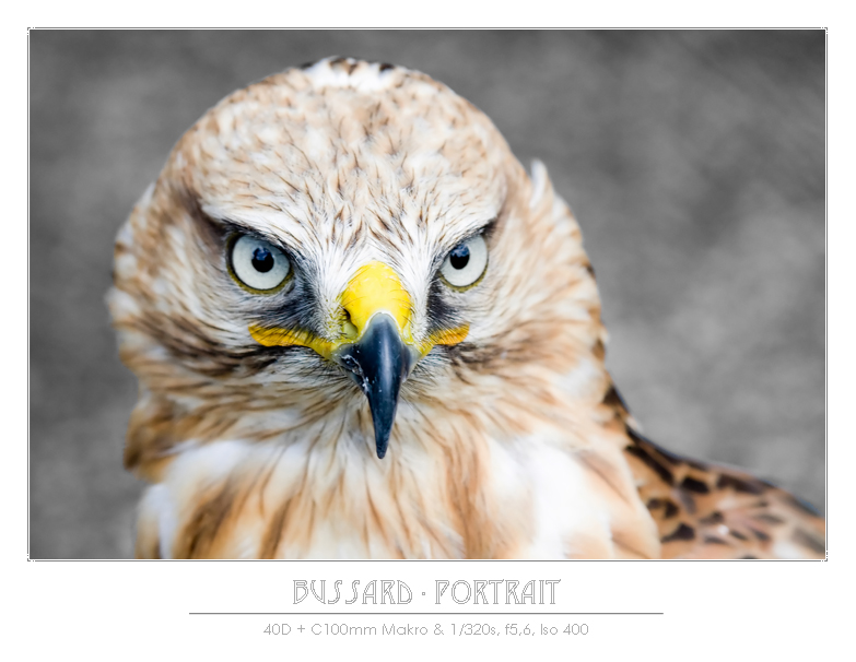 Bussard-Portrait