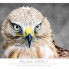 Bussard-Portrait