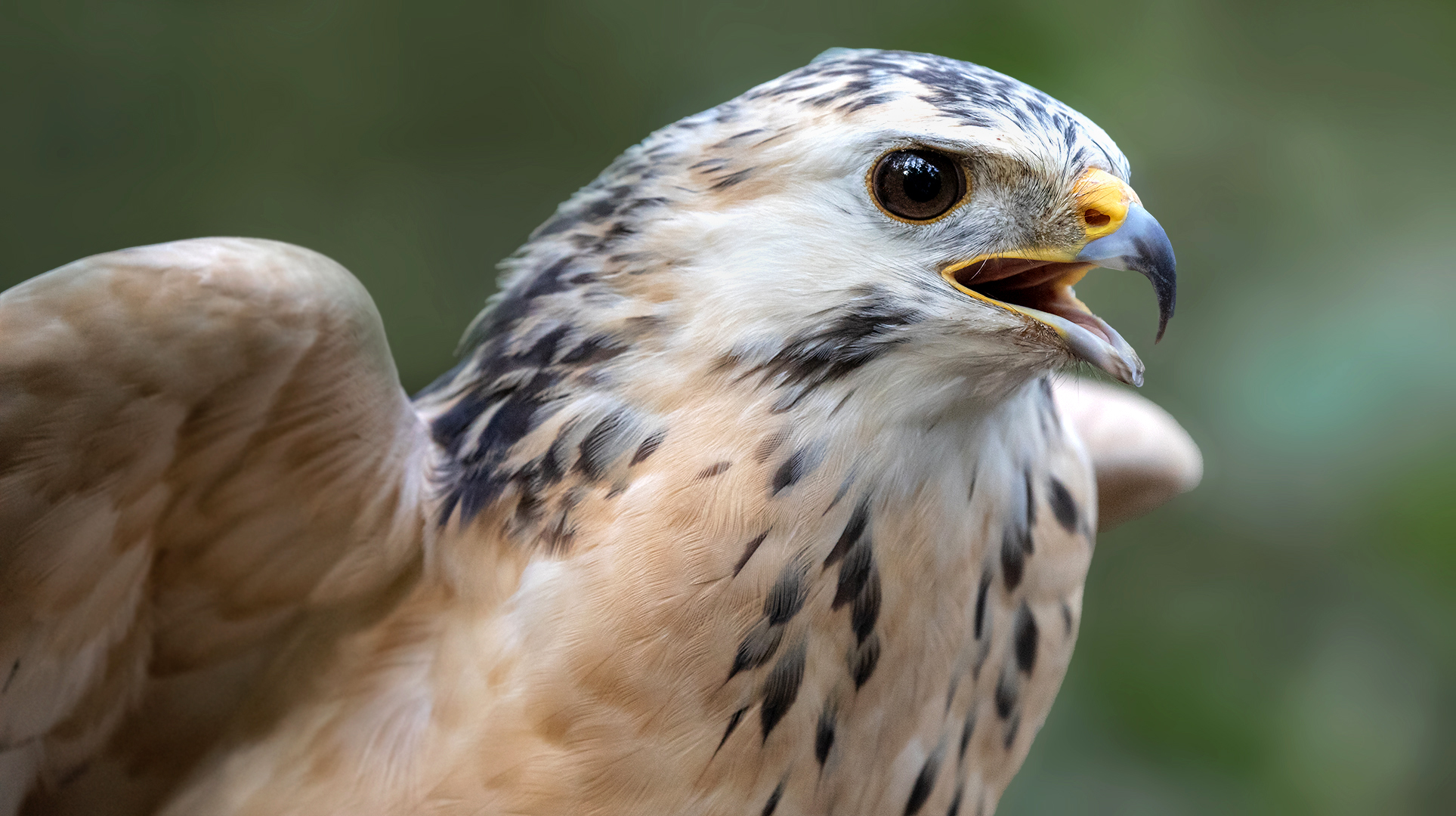 Bussard-Portrait 