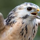 Bussard-Portrait 